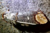 Phalera bucephala