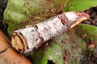 Phalera bucephala