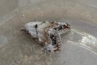Nola infantula