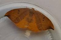 Watsonalla binaria