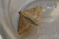 Ostrinia nubilalis