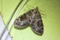 Thera britannica/variata