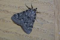 Aglossa pinguinalis