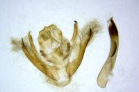 Scotopteryx mucronata