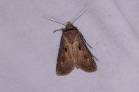 Agrotis exclamationis exclamationis
