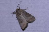 Hoplodrina ambigua