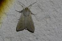 Mythimna unipuncta