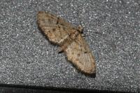 Eupithecia dodoneata
