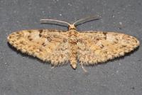 Eupithecia dodoneata
