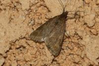 Pyrausta despicata