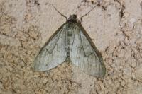 Trichopteryx carpinata