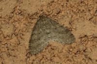 Trichopteryx carpinata