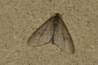 Trichopteryx carpinata