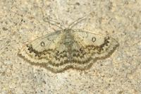 Cyclophora annularia