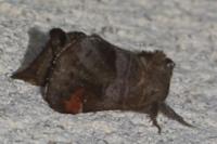 Clostera pigra