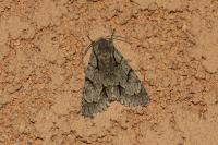 Acronicta psi/tridens