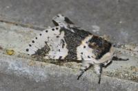 Furcula bicuspis