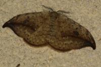 Drepana falcataria