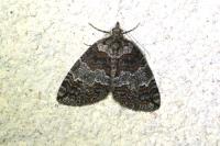 Hydriomena ruberata