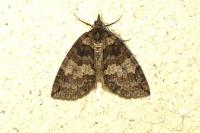 Hydriomena ruberata
