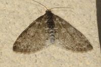 Lobophora halterata