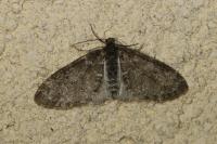 Lobophora halterata