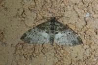 Lobophora halterata