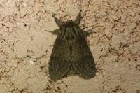 Notodonta torva