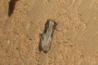Harpyia milhauseri