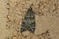 Scoparia