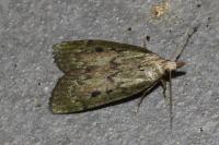 Aphomia sociella