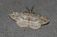 Hypomecis punctinalis