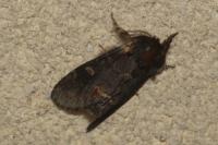 Notodonta dromedarius