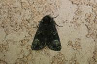 Craniophora ligustri
