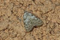 Nola confusalis