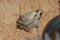 Macaria alternata