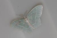 Jodis lactearia
