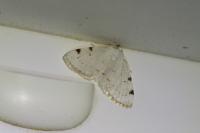 Lomographa bimaculata