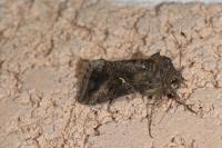 Autographa gamma
