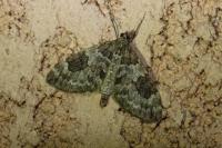 Thera britannica/variata
