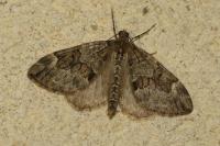 Thera britannica/variata