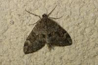 Thera britannica/variata