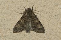 Acronicta megacephala