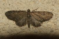 Eupithecia vulgata