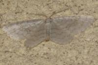 Asthena albulata