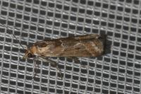 Ancylosis cinnamomella