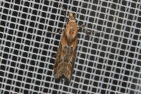 Ancylosis cinnamomella