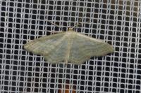 Idaea subsericeata