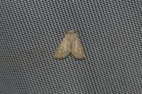 Orthosia gracilis