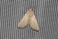 Orthosia gracilis